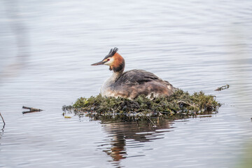 Great Crested Grebe, Podiceps cristatus, water bird sitting on the nest, nesting time on the green lake