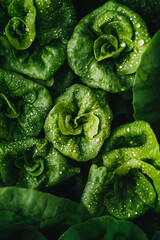Fototapeta premium Fresh, vibrant green lettuce leaves glistening with droplets of water, showcasing their crisp texture and natural beauty. Ideal for healthy eating and organic food themes.