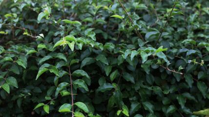 green leaf background texture wallpaper
