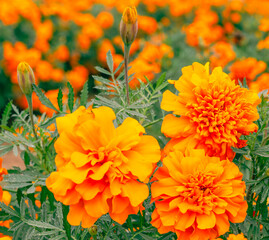 マリーゴールドの丘　マリーゴールドの花39