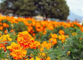 マリーゴールドの丘　マリーゴールドの花38