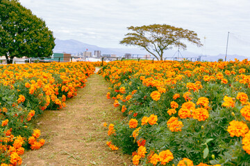 マリーゴールドの丘　マリーゴールドの花35
