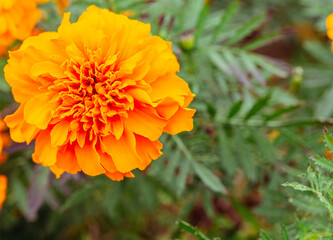 マリーゴールドの丘　マリーゴールドの花25