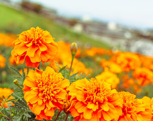 マリーゴールドの丘　マリーゴールドの花