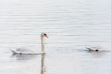 Graceful white Swan swimming in the lake, swans in the wild. Portrait of a white swan swimming on a lake.