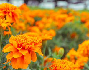 マリーゴールドの丘　マリーゴールドの花19