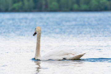 Graceful white Swan swimming in the lake, swans in the wild. Portrait of a white swan swimming on a lake.
