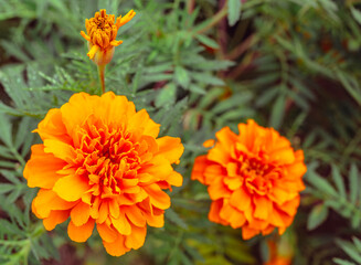 マリーゴールドの丘　マリーゴールドの花5