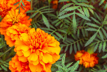 マリーゴールドの丘　マリーゴールドの花8