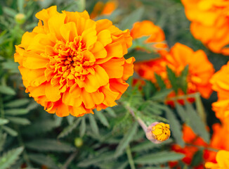 マリーゴールドの丘　マリーゴールドの花1