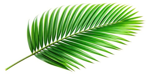 Obraz premium Vintage Palm Leaf, Isolated Green Leaf, Clipping Path, Retro Photography, Botanical Illustration, White Background, Palm Frond, Green Plant, High Resolution Image