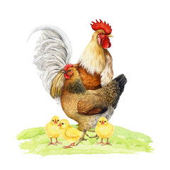 Chicken family group with rooster, hen and small chicks on grassy ground watercolor illustration. Hand drawn vintage style domestic farm birds. Chicken flock with fowl and hen on grassy ground
