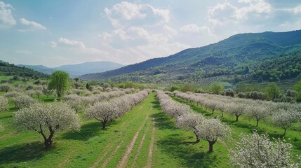 Serene Orchard Landscape Under Clear Blue Sky with Mountain View
