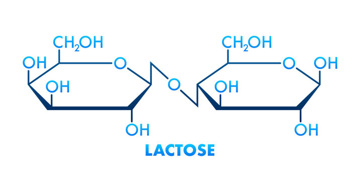Lactose molecule structure consisting of galactose and glucose forming milk sugar