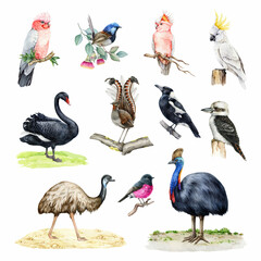 Obraz premium Australian birds watercolor illustration set. Hand drawn various native birds of Australia. Painted cockatoo, kookaburra, cassowary, emu, lyrebird, black swan bird, magpie on white background