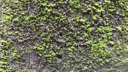 Mossy Wall Texture – Green Moss Growth on Damp Concrete Surface