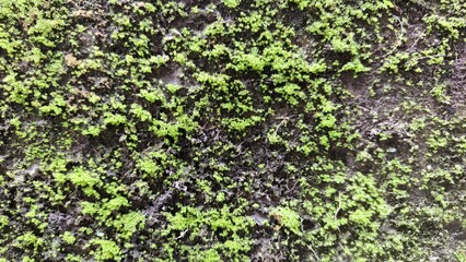 Mossy Wall Texture – Green Moss Growth on Damp Concrete Surface