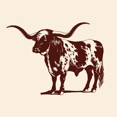 Texas Longhorns cattle vector