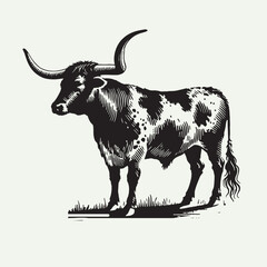 Texas Longhorns cattle vector
