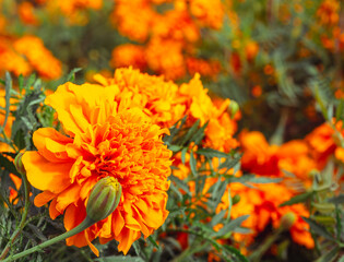 マリーゴールドの丘マリーゴルドの花52