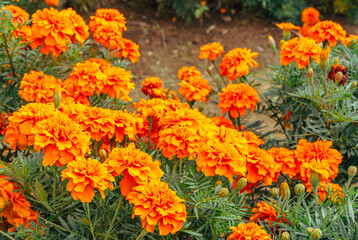 マリーゴールドの丘マリーゴルドの花53