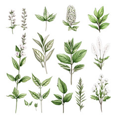 Botanical illustrations of various herbs and leaves, showcasing their unique shapes and colors