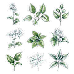 Naklejka premium Botanical illustrations of various green leaves and flowers, showcasing nature beauty