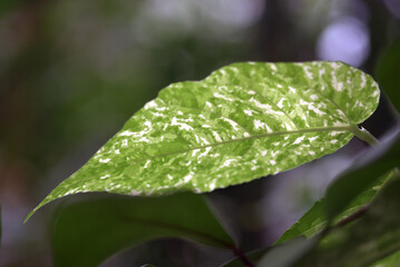 フィカス・アスペラ　葉模様