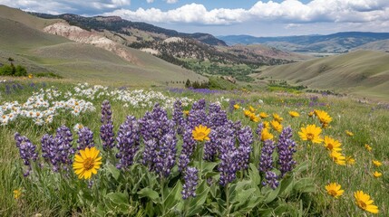 Obraz premium Scenic Mountain Meadow with Wildflowers Blooming in Summer Landscape