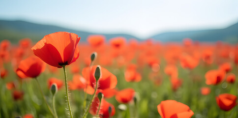 Naklejka premium Poppy Field in Summer