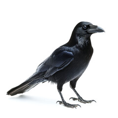 Obraz premium Majestic Black Raven: A Striking Portrait of a Wild Bird in Nature