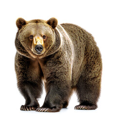 Fototapeta premium Majestic Brown Bear: A Powerful Symbol of Untamed Wilderness