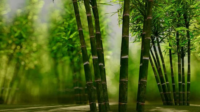 Beautiful scene of wind blowing bamboo forest
