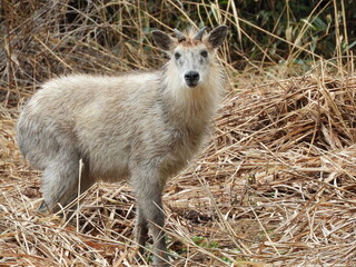 ニホンカモシカ
