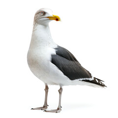 Fototapeta premium Majestic Seagull: A Stunning Portrait of a Seabird in Flight