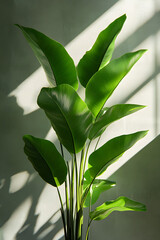 Vibrant Indoor Plant in Sunlit Room Adding Green Tranquility and Natural Beauty to Minimalist Space
