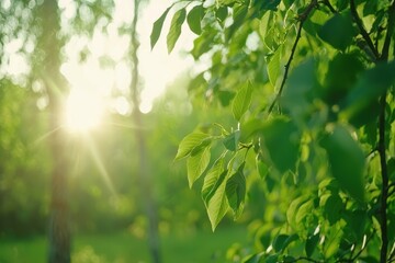 Lush Green Forest Scene with Sunlight Filtering Through Vibrant Leafy Foliage