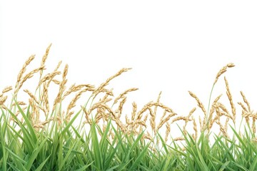 Obraz premium Golden rice stalks sway gently in the breeze, lush green grass at their base. Perfect for agricultural, harvest, or food-related projects.