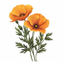 Beautiful orange poppies in bloom nature scene floral illustration vibrant environment close-up botanical art