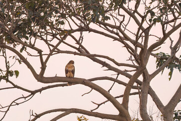 葦原の枝で休む美しいノスリ（タカ科）
夕暮れの広大な河川敷の日没。

埼玉県鴻巣市市荒川河川敷-2024
