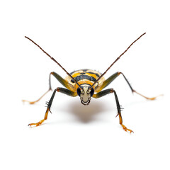 Striking Yellow and Black Beetle: A Close-Up Macro Photograph of an Insect