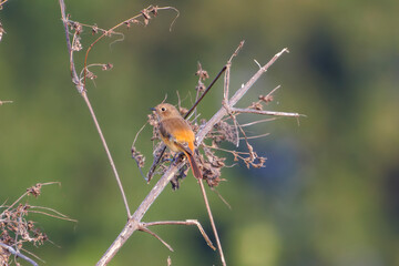 雌の可愛いジョウビタキ（ヒタキ科）
英名学名：Daurian Redstart (Phoenicurus...