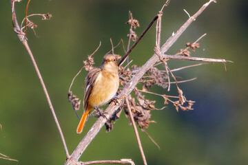 雌の可愛いジョウビタキ（ヒタキ科）
英名学名：Daurian Redstart (Phoenicurus auroreus)
埼玉県鴻巣市市荒川河川敷-2024


