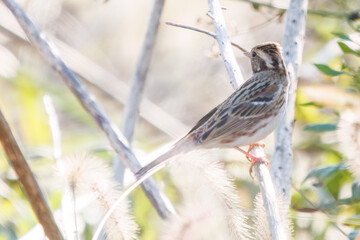 さえずりながら飛翔する美しいヒバリ（ヒバリ科）
英名学名：Eurasian skylark (Alauda arvensis, family comprising skylarks)
埼玉県鴻巣市市荒川河川敷-2024
