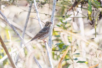 さえずりながら飛翔する美しいヒバリ（ヒバリ科）
英名学名：Eurasian skylark (Alauda arvensis, family comprising skylarks)
埼玉県鴻巣市市荒川河川敷-2024
