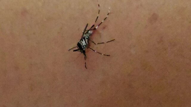 The dengue mosquito or Aedes aegepty bitting human skin and sucking human blood.Mosquito is carier of Malaria,Encephalitis,Dengue and Zika virus