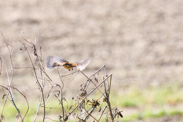 飛翔する美しいモズ（モズ科）
英名学名：Bull-headed shrike (Lanius bucephalus)
埼玉県鴻巣市市荒川河川敷-2024
