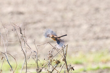 飛翔する美しいモズ（モズ科）
英名学名：Bull-headed shrike (Lanius bucephalus)
埼玉県鴻巣市市荒川河川敷-2024
