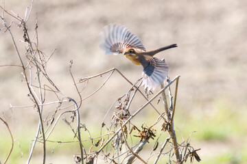 飛翔する美しいモズ（モズ科）
英名学名：Bull-headed shrike (Lanius bucephalus)
埼玉県鴻巣市市荒川河川敷-2024
