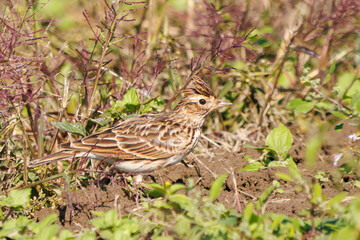 美しいヒバリ（ヒバリ科）
英名学名：Eurasian skylark (Alauda arvensis, family comprising skylarks)
コスモスフェスティバル（コスモスアリーナふきあげ）
埼玉県鴻巣市-2024
